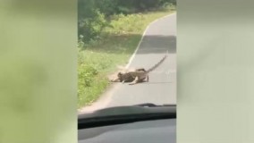 فراری دادن آهو از چنگ مار غول‌پیکر!