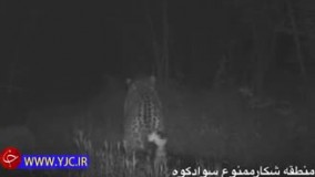 گشت و گذار پلنگ ایرانی در جنگل‌های مازندران