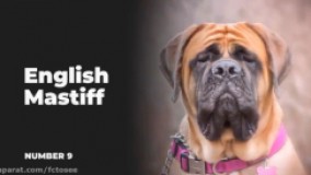 ۱۰ سگی که با وجودشان دزدها جرات ورود به منزل رو ندارن