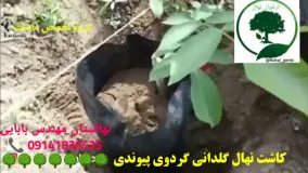 کاشت نهال گردو پیوندی - نهالستان ارغوان نهال