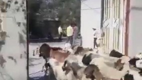 اعتراض ‏دامداران یکی از روستاهای استان یزد