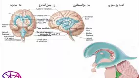 حل تشریحی آناتومی کارشناسی ارشد فیزیک پزشکی سال 98