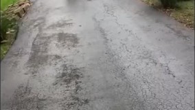 کلیپ های باحال حیوانات