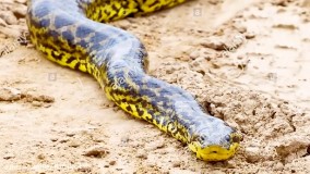 حیات وحش، صحنه های حمله مارهای غول پیکر