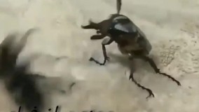 وای که چطور تو سرش میزنه چون صلاحش رو میخواست