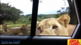 مستند حیوانات وحشی