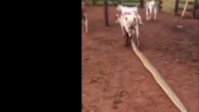 حیات وحش، حمله مار آناکوندا به گوساله در مزرعه