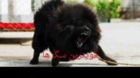 قویترین سگ ها