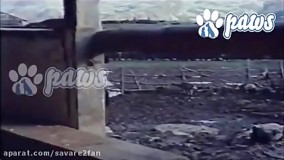 صحنه کشته شدن گرگ توسط........سگ!!