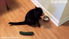 ترس خنده دار گربه ها از خیار