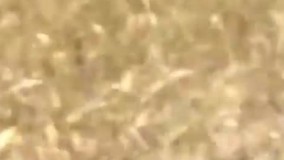 محلول قارچ کش ضد باکتری ارگانیک