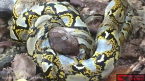 نبرد بسیار ترسناک مار پیتون با شاه مار غولپیکر کبرا با کیفیت سوپر فول اچ دی HD