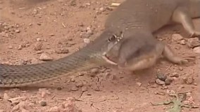 نبرد ترسناک مار و سوسمار با 21 میلیون بازدید در یوتیوب