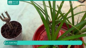 آموزش نگهداری از گل دراسنا در خانه