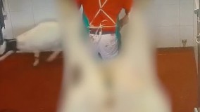 وقتی حیوانات متوجه میشن میخوان خوراک انسان شن و فرار میکنند