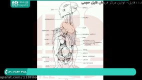 آموزش تربیت طوطی ملنگو  ؛ پرورش طوطی (علت خمیازه بیش از حد پرنده)