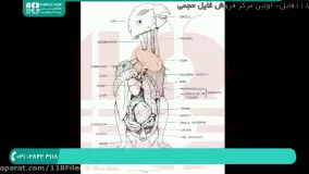 آموزش تربیت طوطی ملنگو  ؛ پرورش طوطی (علت خمیازه بیش از حد پرنده)