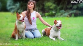 10تا از دونده ترین نژاد سگها