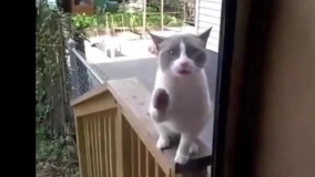 گربه هایی که جن زده‌ شدند : حقایق عجیب!!!!!!!!!!!!