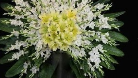 سفارش تاج گل در اهواز