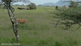 حیات وحش، حمله تماشایی شیرهای ماده برای شکار گوزن