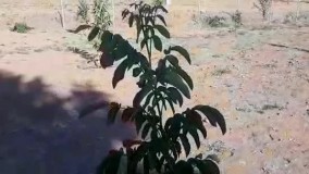 نهال گردو فرنور