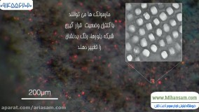 سم ریشه کن کننده مارمولک از خانه - انواع گونه های مارمولک