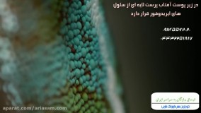 مکانیسم پیچیده تغییر رنگ بدن مارمولک ها - دفع مارمولک با سم قوی