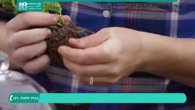 آموزش ساخت تراریوم در محفظه بسته