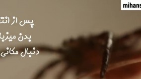 نحوه گزش کنه و راه های نابودی سریع آن ها