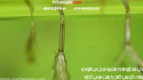 پشه ها چه می خورند؟ - سم صددرصد تضمینی پشه