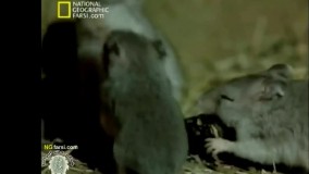 مستند حیات وحش قاتلین بالفطره بیابان دوبله فارسی