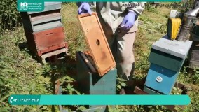 آموزش زنبور داری و اصول پرورش زنبور عسل