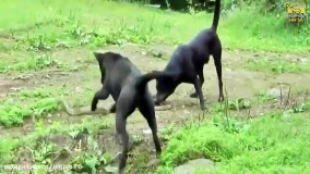 مبارزه حیوانات وحشی : سگ - مار کبرا ...