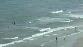 شکار کوسه توسط عقاب از ویدیوهای پربازدید در شبکه های اجتماعی