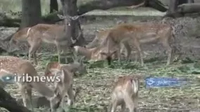 صاویر تماشایی از گوزن زرد ایرانی در دشت ناز مازندران