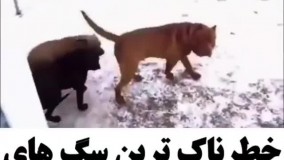 خطرناک ترین سگ های جهان