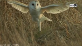 مستند حیات وحش بریتانیای کبیر (دوبله فارسی)