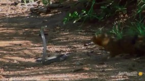 مستند حیات وحش : نبرد مرگبار خدنگ و مار مامبای سیاه