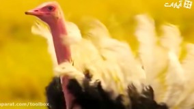 حیات وحش ؛ تنهایی = مرگ