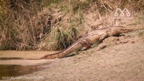 حیات وحش جدید ترسناک : وحشتناک ترين نبرد شيرها و کروکودیل ها با کیفیت عالی HD