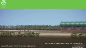 سم علف کش بسیار قوی برای ذرت، مایستر | MaisTer WG