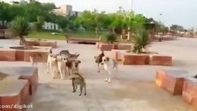 گربه شجاع آبادانی در مقابل 8 سگ ولگرد