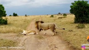 هیچ وقت یک شیر ماده رو از خواب بیدار نکن :)