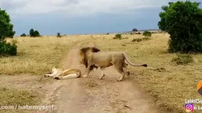 هیچ وقت یک شیر ماده رو از خواب بیدار نکن :)