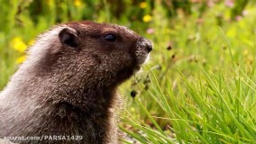 مستند " حیوان ها "