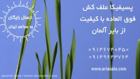 علف کش 100 درصد تضمینی برای دفع علف هرز گندم | Pacifica