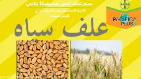 سم علف کش پسیفیکا پلاس | pacifica plus بی رقیب در ریشه کنی علف هرز مزرعه گندم