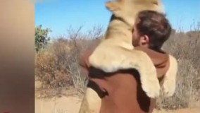 علاقه حیرت آور شیر ماده به یک مرد