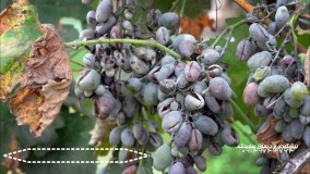 قارچ کش توپاس | (پنکونازول) سد دفاعی گیاهان در برابر بیماری های قارچی